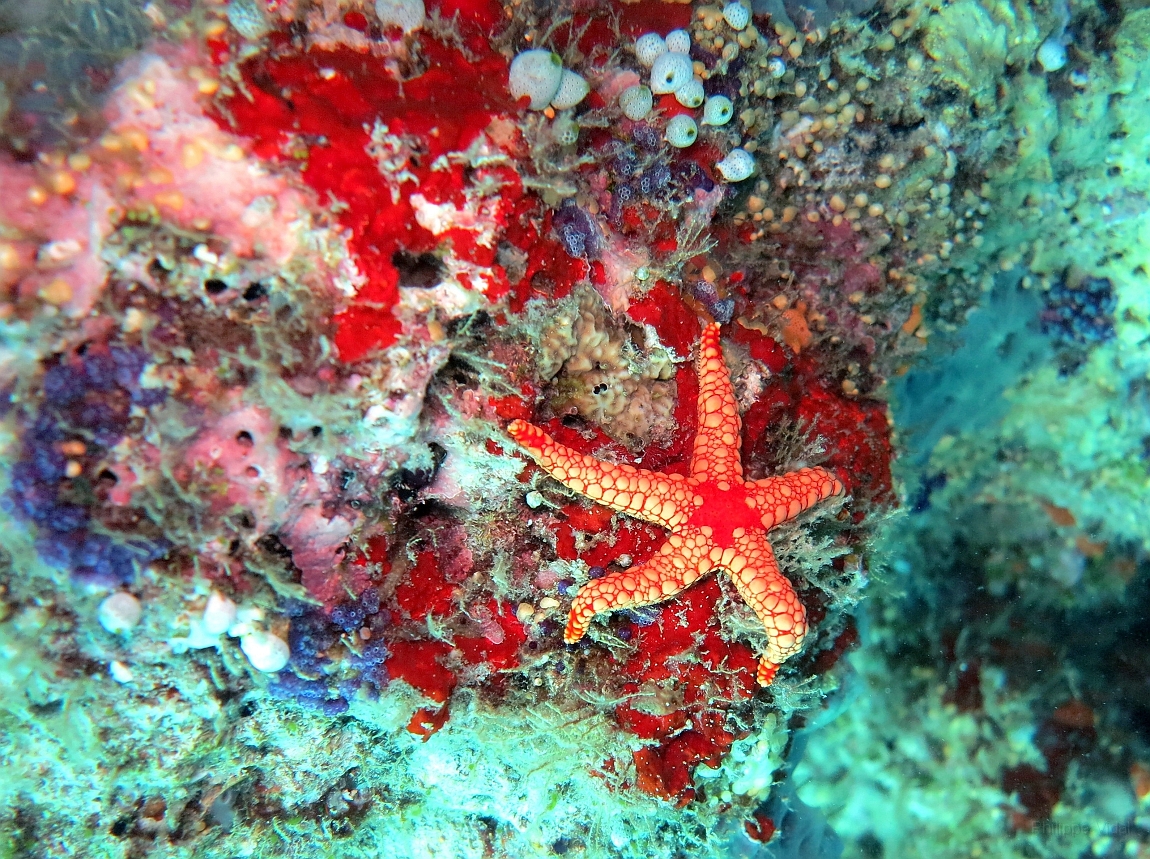 IMG_0884rf_Maldives_Madoogali_Plongee 9_House reef north_Asiterie_Fromia monilisjpg.jpg